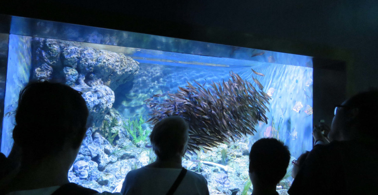 Aquarium d'ensemble