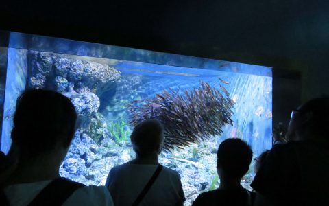 Aquarium d'ensemble