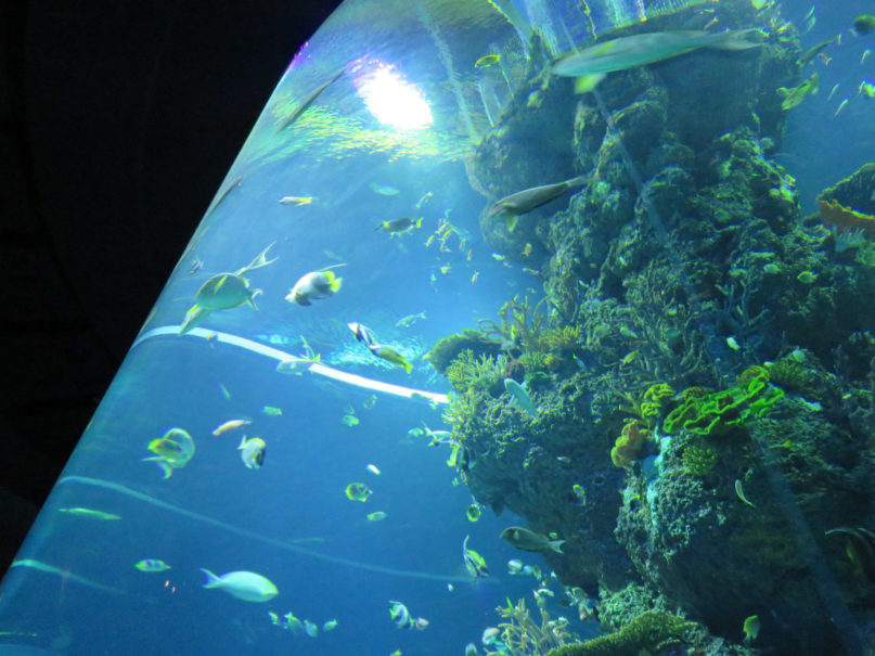 Aquarium colonne