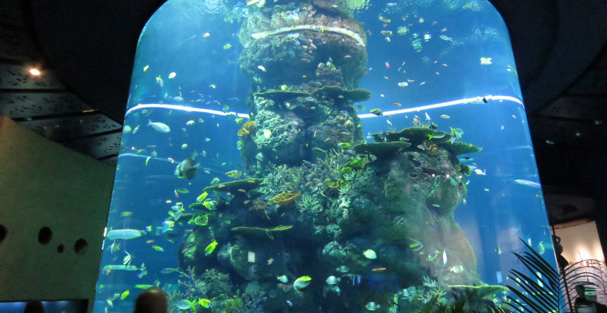 Aquarium colonne