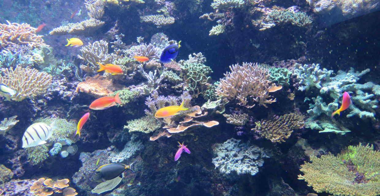 Décor coralien