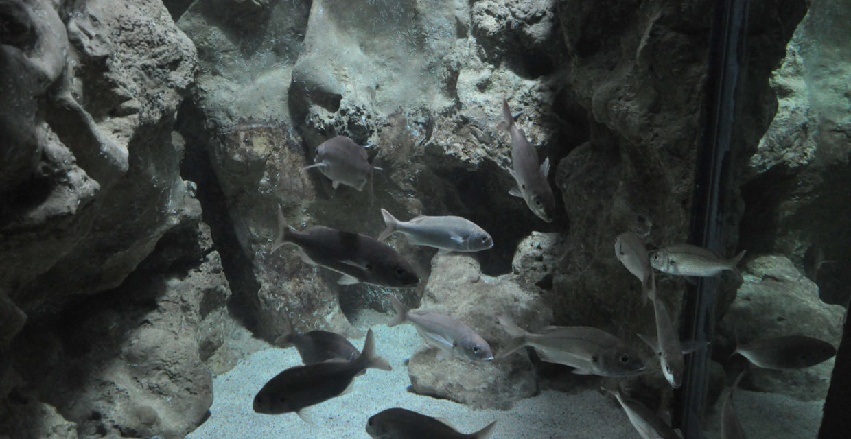 Décor rocheux aquarium