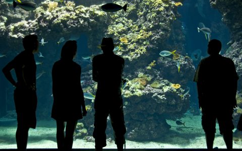 Musée océanographique aquarium de Monaco